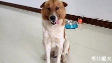 洋犬爱吃瓜果，那中华田园犬在瓜果面前又如何呢？果然是狼变的