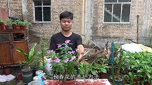 掌握这些，长春花长势旺盛，花朵鲜艳美丽