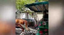 “一匹马拉10多人，看着真让人心疼”，景区回应：马拉的是电动车，有司机开