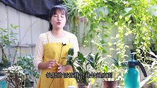 石斛兰需要什么肥，应该如何施肥？看完明白了