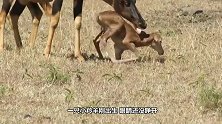 角马幼崽被胡狼攻击，角马妈妈一心虎崽，却差点要了孩子的性命