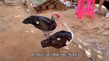 媳妇鸭跟鹅傻傻分不清，老公更逗公鸭会生蛋