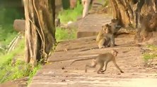 大戏落幕，孤身挑战猴群