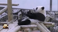 熊猫宝宝踩着木桩试了好几次，终于爬到滑梯上去，小短腿儿萌得很
