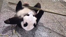 大熊猫瑛华：花妈妈是练武高手，金箍棒耍的有模有样