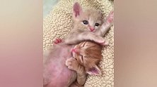 猫：兄弟，你知不知道你压着我了