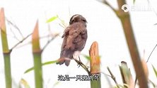 竹子上的小鸟斑鸫鸟，斑鸫鸟梳理羽毛，附近有土画眉等叫声