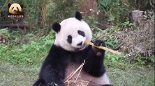 胖乎乎的熊猫宝宝圆仔不挑不拣，凭手感拿竹子，可爱指数100分