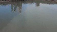 下1桶牛血牛肺的游泳池变成海货天堂，双龙聚会