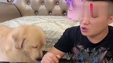 主人吃烧鸡，狗狗嫌主人挑三拣四，竟然不满到直接开战！