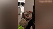 猫咪准备跳上罩子里，没想到连罩子都给弄下来了，有趣