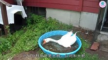 村霸大鹅在盆中洗澡，谁过来就掐谁