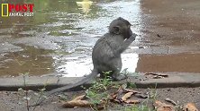 下雨后的小猴曼达在泥里玩耍，它很冷，尽量找些食物犒劳自己！