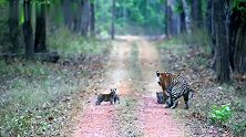孟加拉虎妈妈带着4只幼崽转移巢穴，虎爸爸远远的跟踪保护