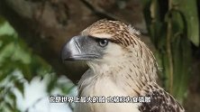 最喜欢吃猴子的雕！一生气就炸毛，翅膀展开两米多