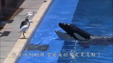 杀人鲸把鱼放池边给海鸟吃，没想到下一秒发生的事，让我低估它智