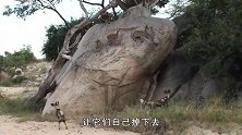 3只羚羊真机智！靠一块大石头绝境求生，真是大开眼界