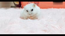 看完小仓鼠搔痒的样子,自己浑身都舒服了