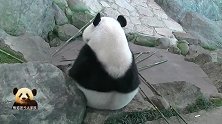 熊猫桃浜乖坐石头旁，宽厚又圆润的背影简直不要太萌！求抱抱！