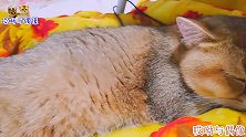 金渐层小猫蹭主人电热毯取暖，舒服不愿起，猫咪：陪伴是最好的爱