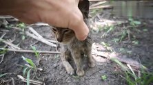 流浪小猫饿得嗷嗷叫只剩皮包骨了，还好有好心人喂了它罐头