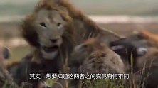为何老年狮子会被饿死，而老虎却不会呢？两者之间有何不同