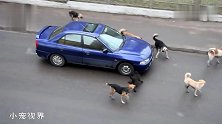 一群流浪狗把小车团团围住，还骂骂咧咧：兄弟们，就是他