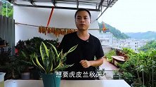 8月份养虎皮兰，“爆芽”最多的季节，错过再等一年