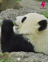 #国宝熊猫 都这么胖了还吃呢