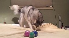 过生日主人就送了三个球，哈士奇在床上大发脾气！