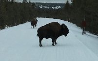 美国黄石公园两野牛跑到游览车前奔跑 游客以为要撞车