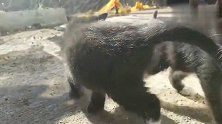 四十多天的小奶猫叫声奶声奶气的，小狗也喜欢来找小猫玩