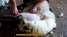 5年没剃毛的羊被人强行剃毛，气的羊直跺脚，结果却“真香”