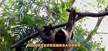 为什么树懒动作这么迟钝却没有灭绝，网友：肯定是它的肉不好吃