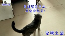 小流浪猫适应新家后，像打鸡血一样去招惹公猫，公猫的表现太逗了