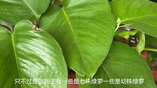 绿萝叶子小不肥厚，试试3个小方法，叶子长得胖嘟嘟肥又圆