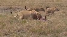 狮子捕获大猎物赶紧吃饱就走，鬣狗群在一旁虎视眈眈！