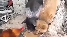 中华田园犬：滚开，没看见我跟我兄弟吃着吗