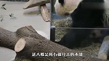 猩猩爸爸被老婆孩子追的好惨：早知道不打儿子了，场面笑哭