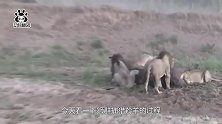 狮子围住羚羊，为活命羚羊奋力一击，结果让人意外