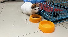 猫咪偷吃了金鱼，给它禁闭几天，它好像很不高兴啊！