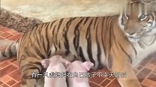 猪崽跑到老虎园，咬着母老虎的奶一直喝，胆子也太大了