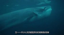 如果你在野外不小心被鲸鱼吞掉，会发生什么？你该怎样自救逃生？