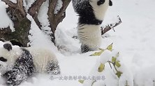 熊猫翘二郎腿躺在太师椅上，舒坦模样活像老大爷，画面十分呆萌