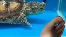 搞笑视频 乌龟脑子有点憨，隔着块玻璃就想吃大餐！