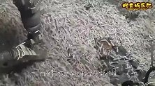 白色盲虾生活在450度的火山口，打捞需要专用工具，煮不熟吗？