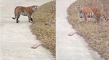 野生东北虎出没珲春：像个大猫对人伸懒腰，对视40秒后转身离开