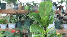不会养琴叶榕？技巧有四，按方法来就能养到精美旺盛