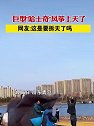 山东青岛：巨型哈士奇风筝上天了