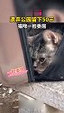 主人将猫遗弃公园留下50元，背包打开猫一脸委屈，感觉好可怜哦